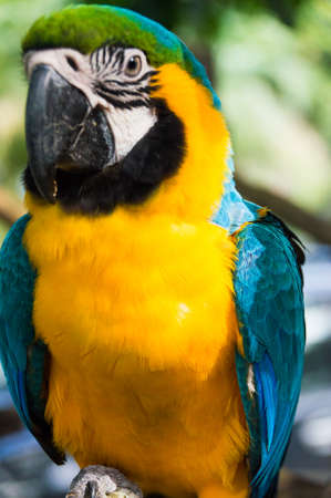 Big macaw colour is brightの写真素材