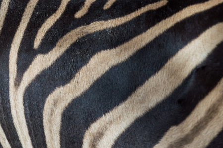 black and white  design on of a zebraの写真素材