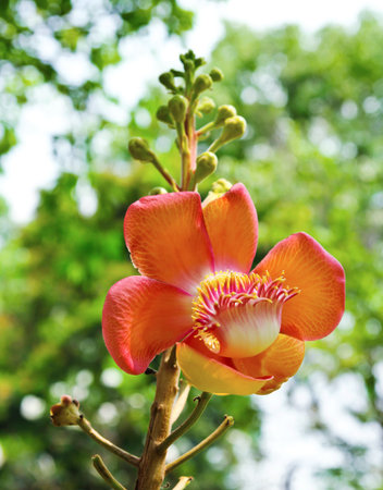 Cannon ball tree flower