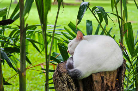 Cat sleeping in the gardenの写真素材
