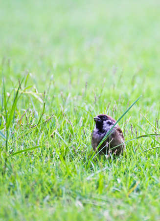 Sparrow on grassの写真素材