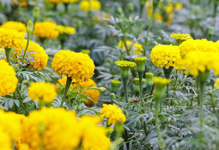 Marigold in the gardenの写真素材