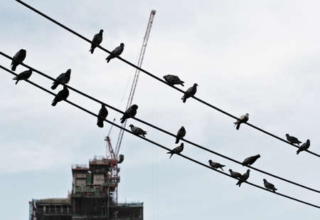 Pigeon on the cableの写真素材