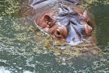 Hippopotamus