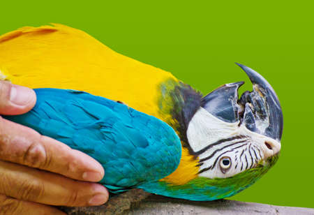 Macaw parrotの写真素材
