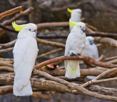 Cockatooの写真素材
