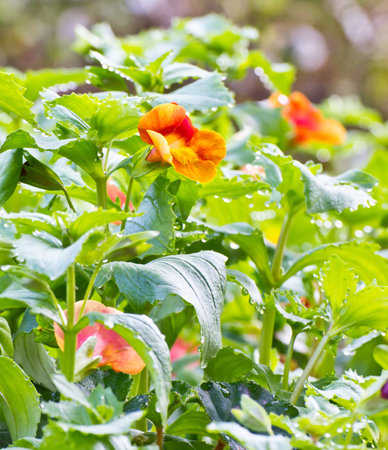 Flower in the garden