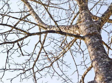 Branchの写真素材