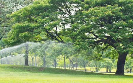 Tree in the parkの写真素材