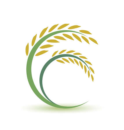 Rice design on white background のイラスト素材