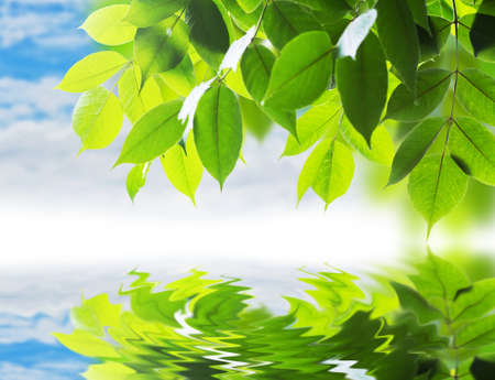 Leaves and reflectionの写真素材