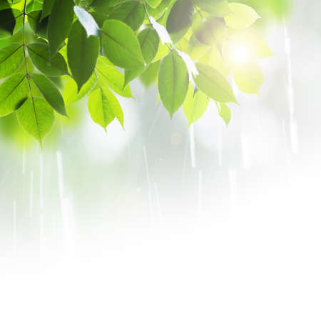 Close up leaves in rainy dayの写真素材