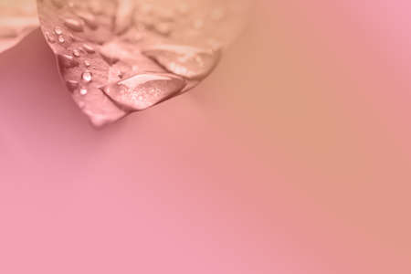 Raindrops on leavesの写真素材