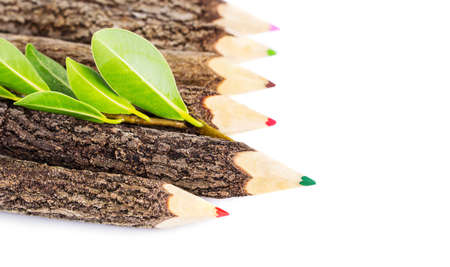 Pencil branches on white backgroundの写真素材