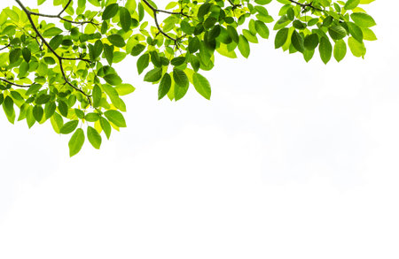 Leaves backgroundの写真素材