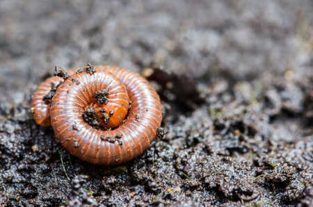 Small millipede on soilの写真素材