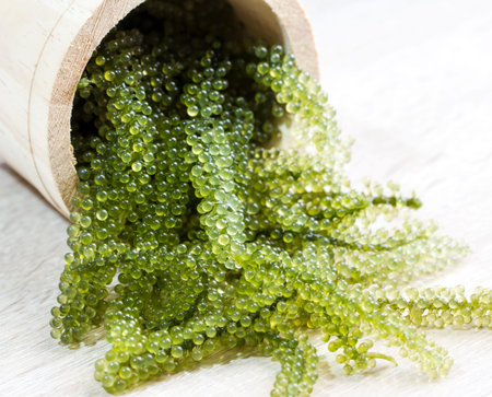 Sea grapes in wooden tank