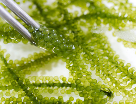Sea grapes in cold water