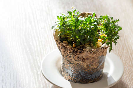 Little daisy flower in the flower pot on wooden tableの写真素材