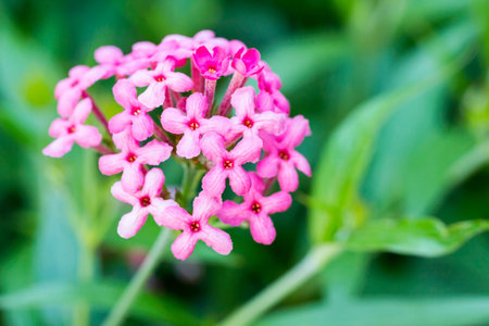 Panama rose in the gardenの写真素材