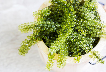 Sea grapes in wooden tank