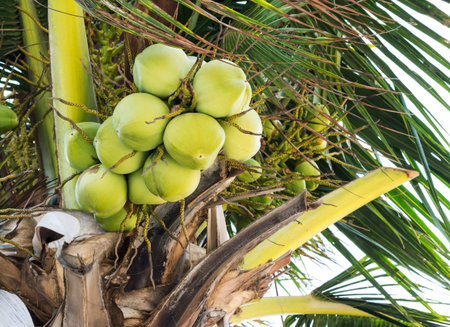Closeup of Coconuts on the coconut tree