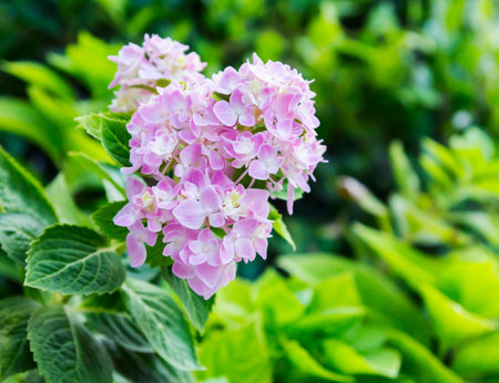 Pink hydrangea flowers in the gardenの写真素材