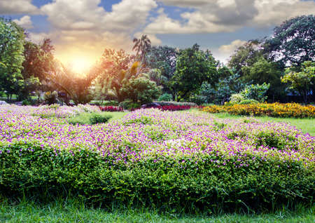 Beautiful flowers in the Suan Luang Rama IX Public Parkの写真素材