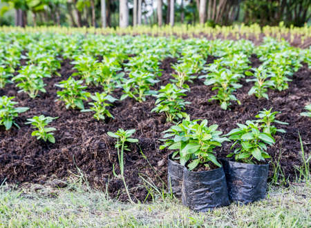 Trees in the gardenの写真素材