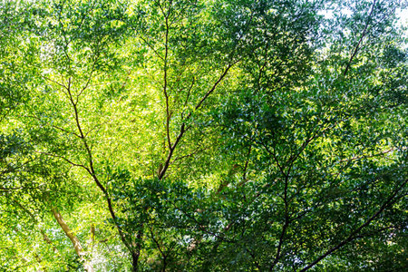 Green leaves in the garden