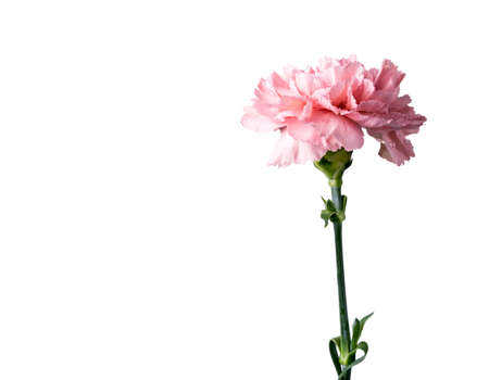 Pink carnation flower isolated on white background with clipping path の写真素材