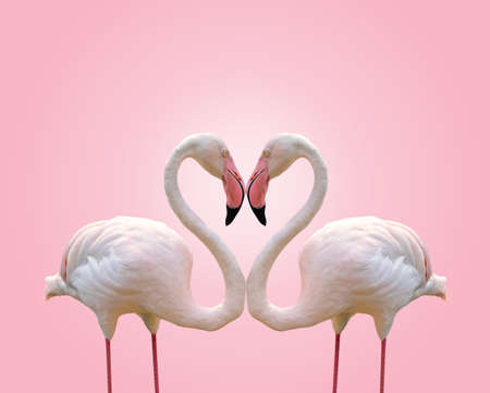 Love concept shape heart of couple flamingo on pink backgroundの写真素材