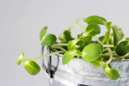 Sunflower sprout in zinc bucket with copy spaceの写真素材