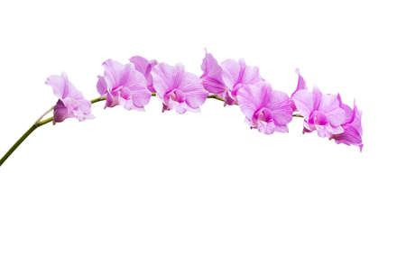 Orchid flower isolated on white background with clipping pathの写真素材