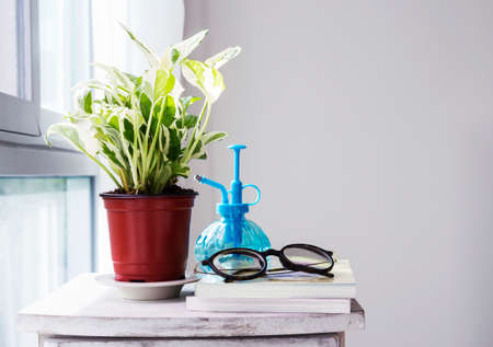 Home and garden decoration of  Epipremnum aureum in the bedroomの写真素材