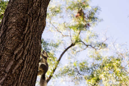 Gray squirrel on the big tree in the garden with copy spaceの写真素材