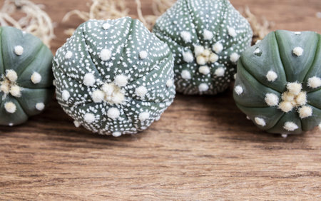 Astrophytum asterias and nudum cactus on wood