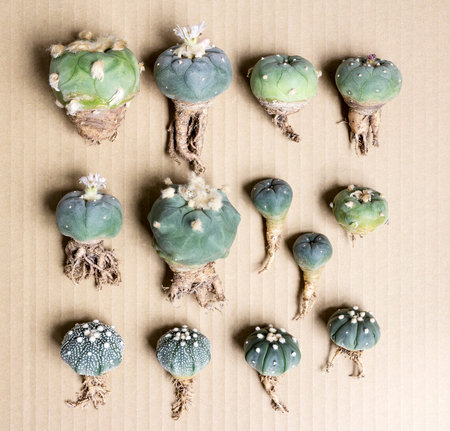 Lophophora and Astrophytum asterias on brown paper
