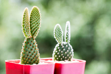 Opuntia cactus in pots with copy spaceの写真素材
