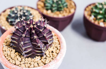 Gymnocalycium cactus in pots with copy spaceの写真素材