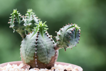 Euphorbia meloformis in pot