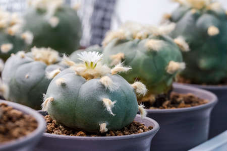 Macro cactus flower lophophora williamsii var. texanaの写真素材