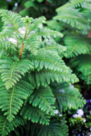 Pine tree in the garden