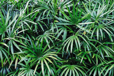 Rhapis excelsa or Lady palm in the gardenの写真素材