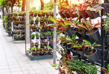 Vertical garden decoration in the cityの写真素材