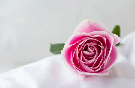 Rose flower on the white bedの写真素材