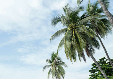 Coconut tree on the beachの写真素材