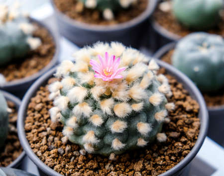 Lophophora jourdaniana flower cactus plant in potの写真素材