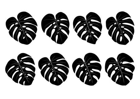 Monstera deliciosa house plant tropical leaves isolated on white background vector illustrationのイラスト素材