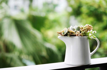 Home and garden concept of succulent plant in white ceramic jar at terraceの写真素材